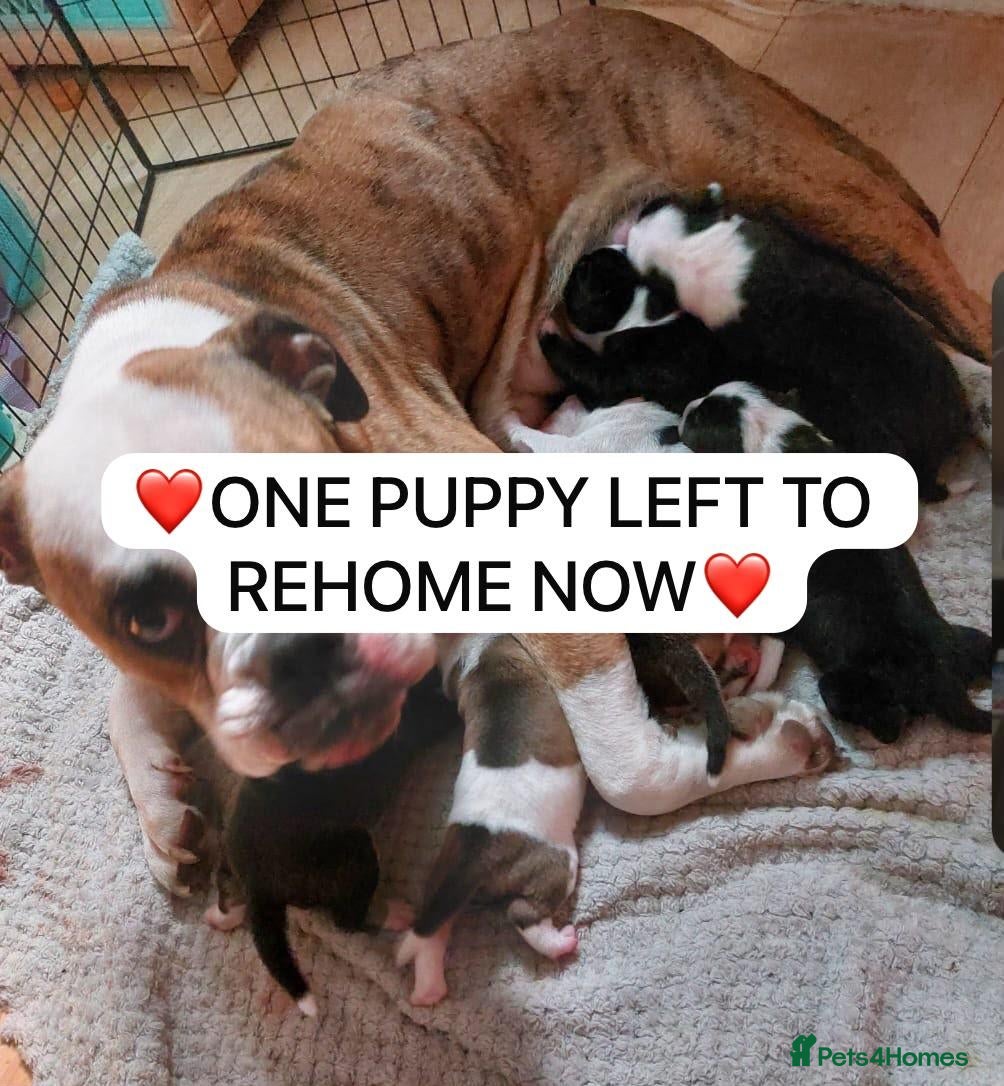 Mixed Breed dogs Olde tyme bulldog border collie cross puppies  - Advert 10
