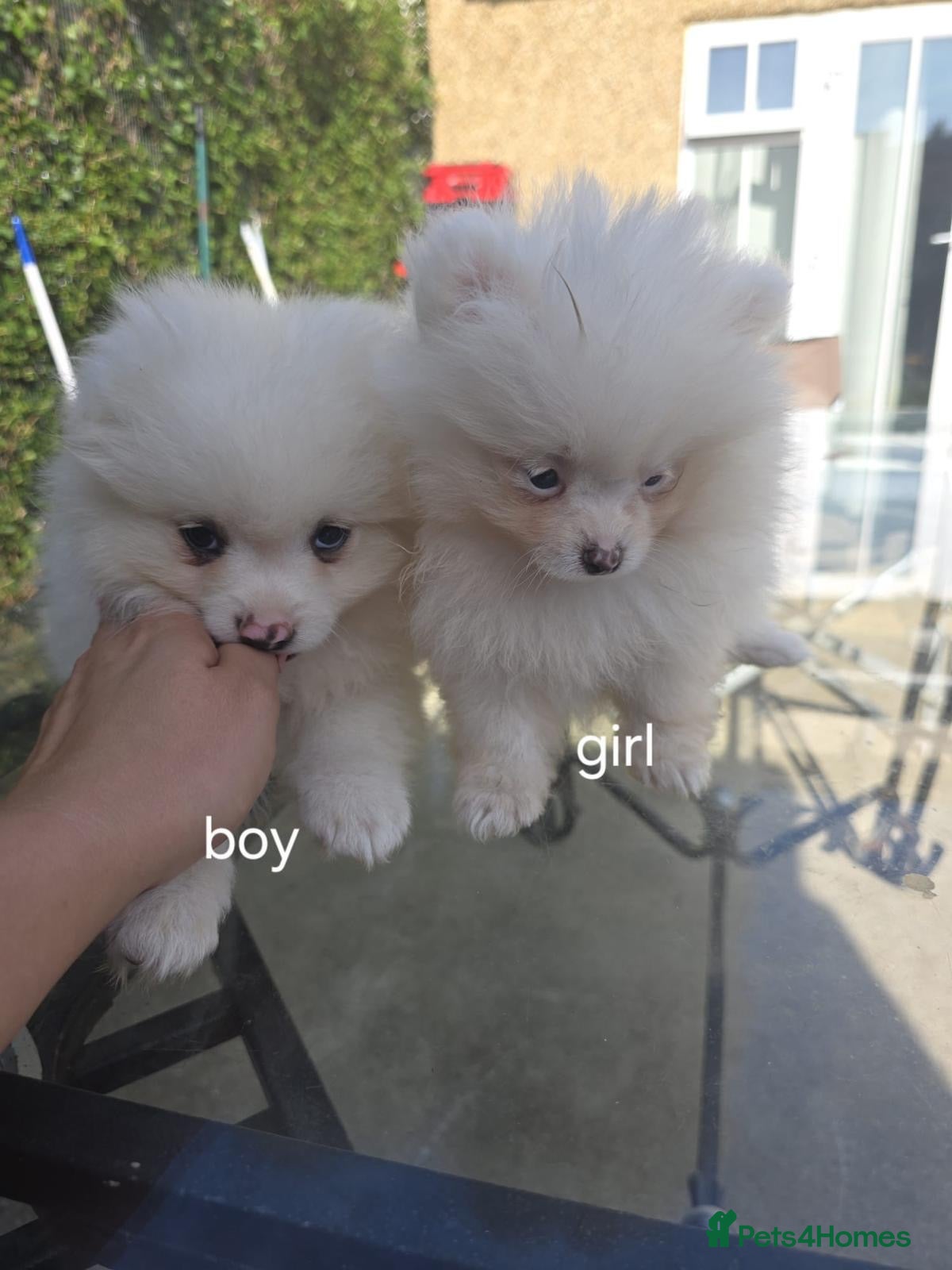 Pomeranian dogs Beautiful pomeranian  puppies ready to go - Advert 4