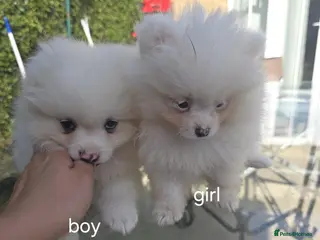 Pomeranian dogs Beautiful pomeranian puppies ready to go - Advert 4