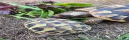 Hermann Tortoise reptiles for sale: Two beautiful Hermann tortoises  in Canterbury - Advert 8