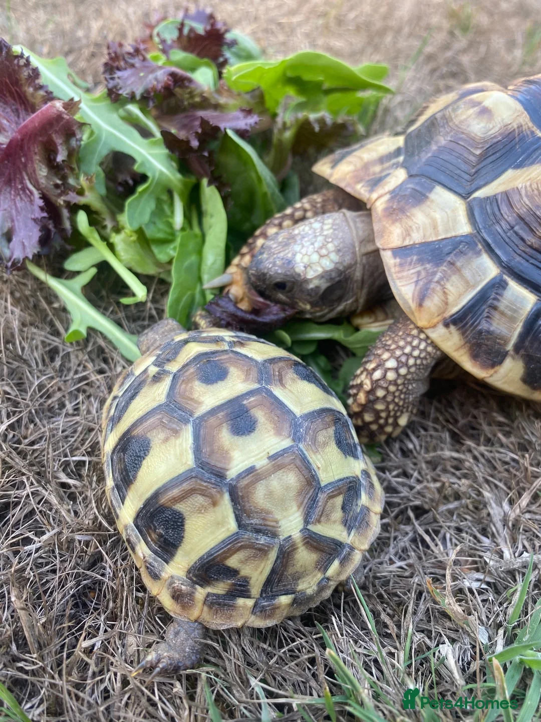 Hermann Tortoise reptiles for sale: Two beautiful Hermann tortoises  in Canterbury - Advert 8
