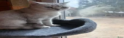 British Shorthair cats for sale: Beautiful Unrelated British Shorthair Couple - Advert 3