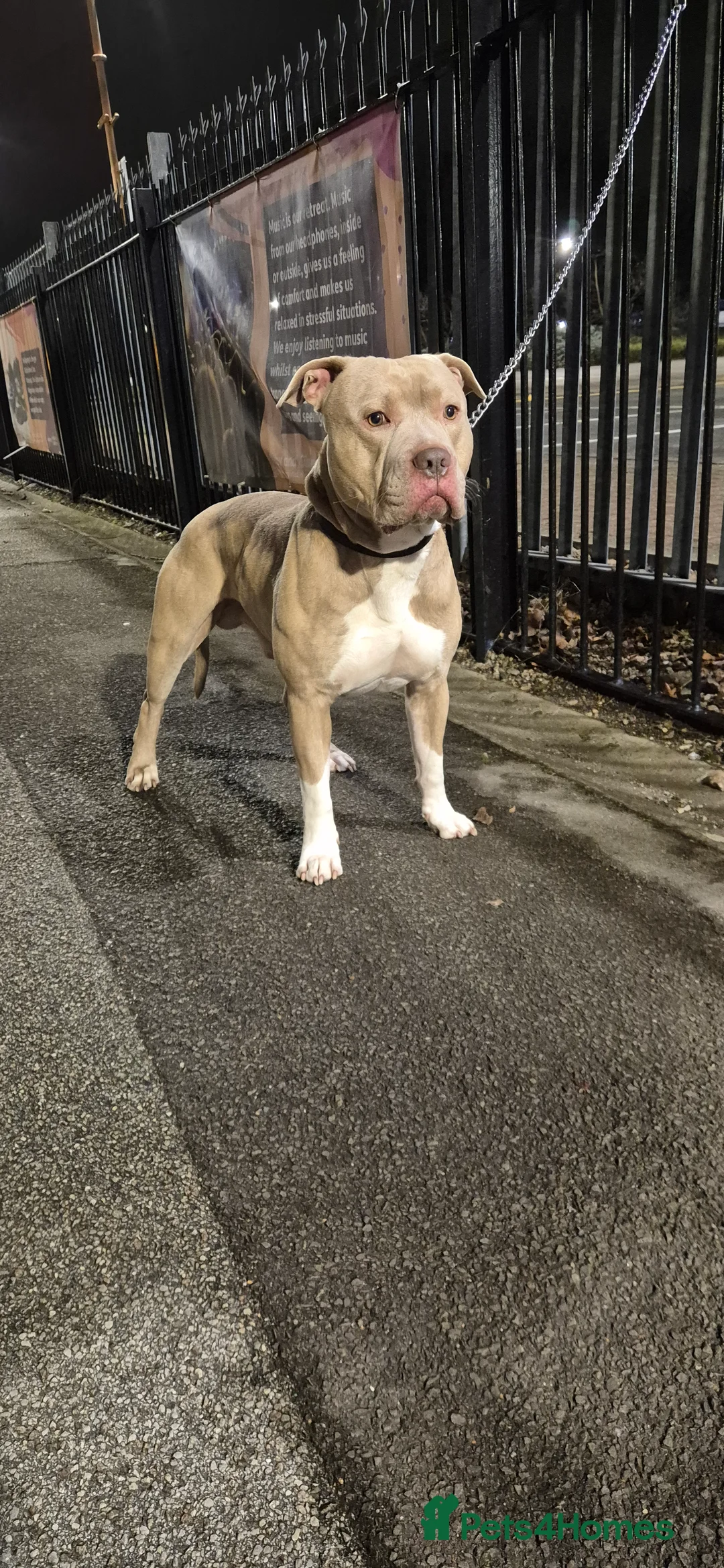 American Bully dogs for sale: Standard american bully  - Advert 7