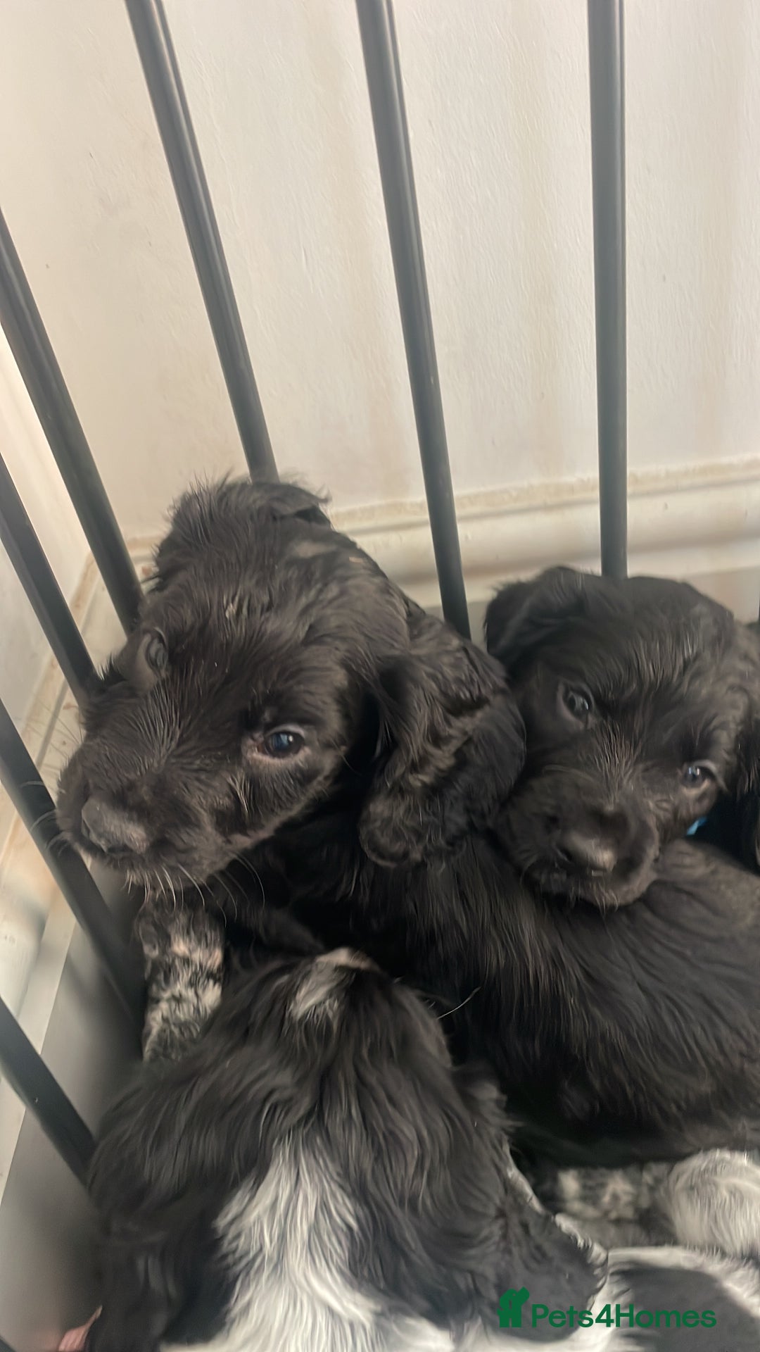 Cocker Spaniel dogs for sale: 2 working cocker puppies  - Advert 16