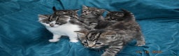 Mixed Breed cats for sale: 5 gorgeous kittens for reservation  - Advert 4