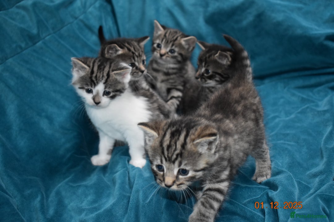 Mixed Breed cats for sale: 5 gorgeous kittens for reservation  - Advert 4
