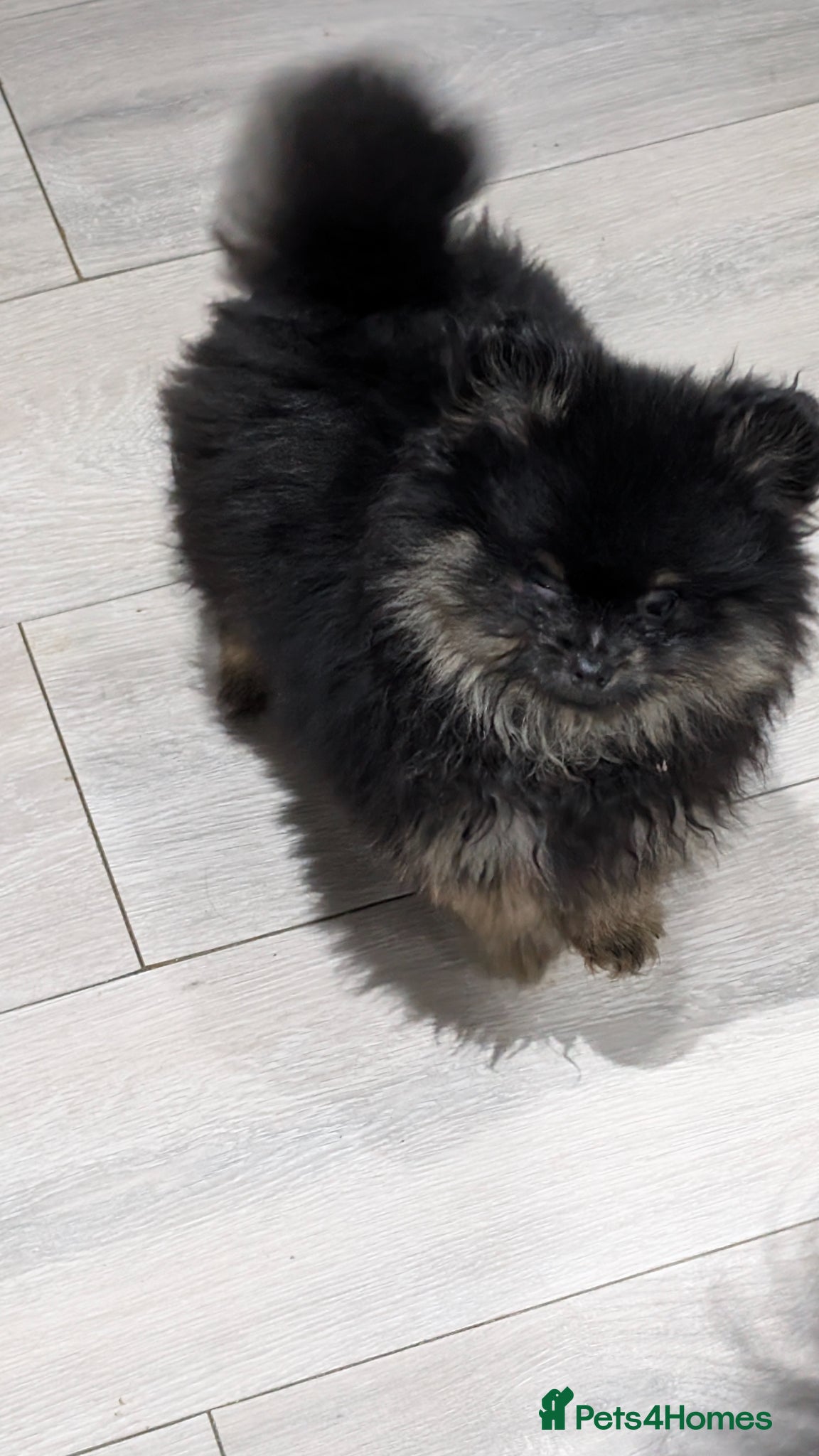 Pomeranian dogs Small Long Haired Girl Poms - Advert 4