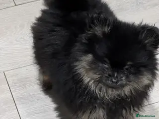 Pomeranian dogs Small Long Haired Girl Poms - Advert 4