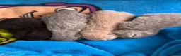 British Shorthair cats for sale: Beautiful Litter - Advert 6