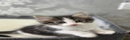 Ragdoll cats for sale: Beautiful Ragdoll Kittens  - Advert 8