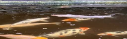 Koi Carp fish for sale: Fish pond plus fish  in Swadlincote - Advert 11