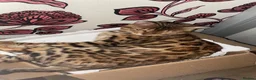 Bengal cats for sale: Stunning Male Bengal Cat Champion Bloodlines - Advert 5