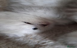 Scottish Fold cats for sale: LAST BOY FOLD. OPEN TO OFFERS.  in Aberdare - Image 13