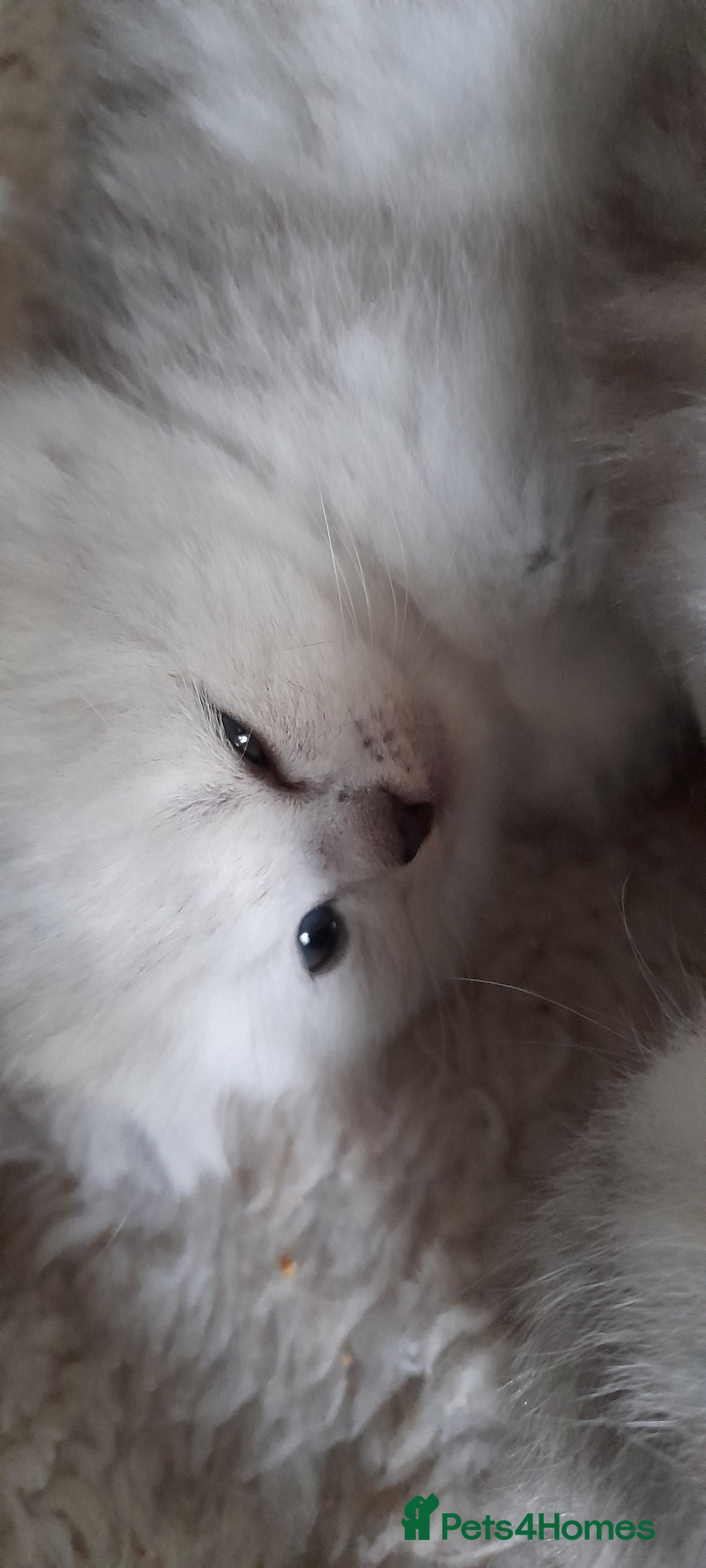 Scottish Fold cats for sale: LAST BOY FOLD. OPEN TO OFFERS.  in Aberdare - Image 13