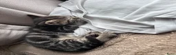 Mixed Breed cats for sale: Mixed breed kittens (Tabby) - Advert 11