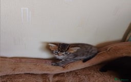 British Shorthair cats for sale: 2 boys cat  - Image 1