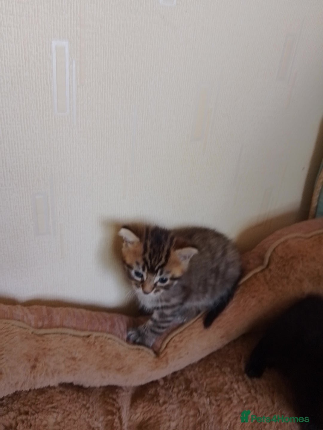 British Shorthair cats for sale: 2 boys cat  - Image 1