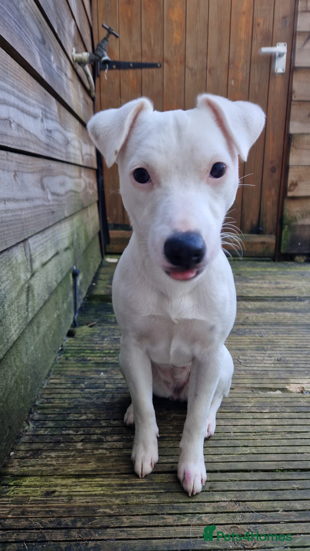 Jack Russell dogs Jack russell  - Advert 5