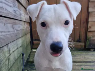 Jack Russell dogs Jack russell - Advert 5