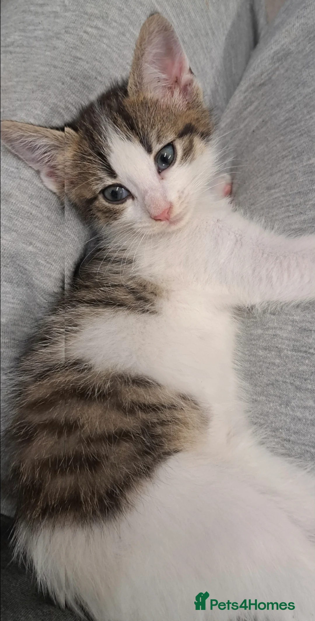 Mixed Breed cats for sale: Tuxedo tabby kitten and black kitten - Advert 1