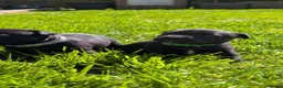 Staffordshire Bull Terrier dogs for sale: *REDUCED* Registered Staffordshire Bull Terrier  - Advert 15
