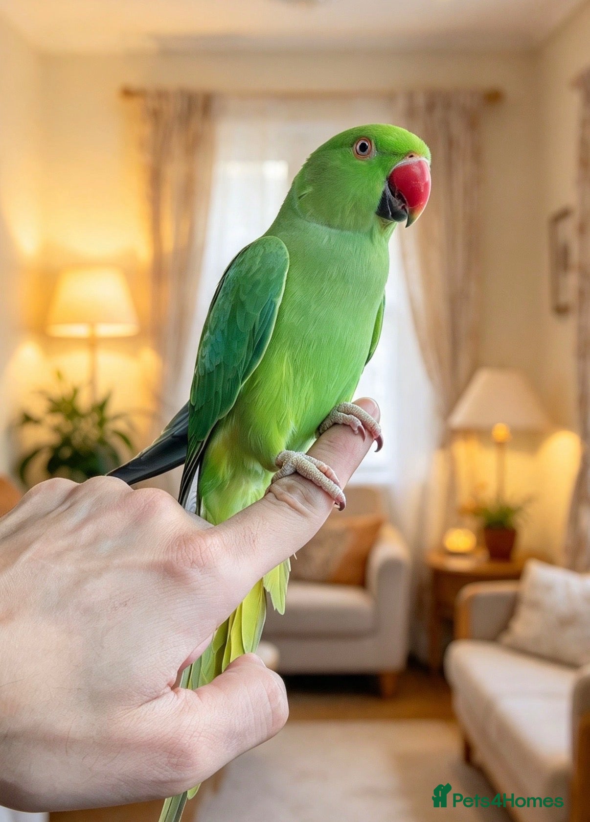 Parrots birds Baby green ring neck tamed talkng parrot  - Advert 17