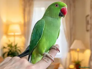 Parrots birds Baby green ring neck tamed talkng parrot - Advert 1