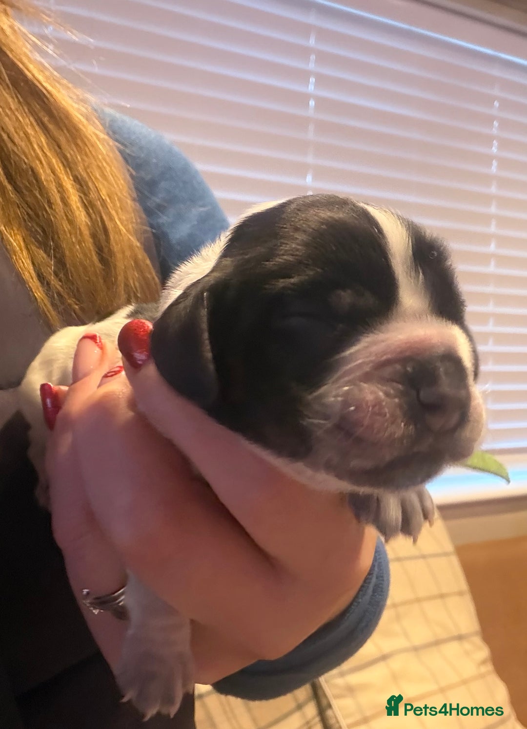 Cocker Spaniel dogs for sale: KC Registered Show Cocker puppies  - Advert 8