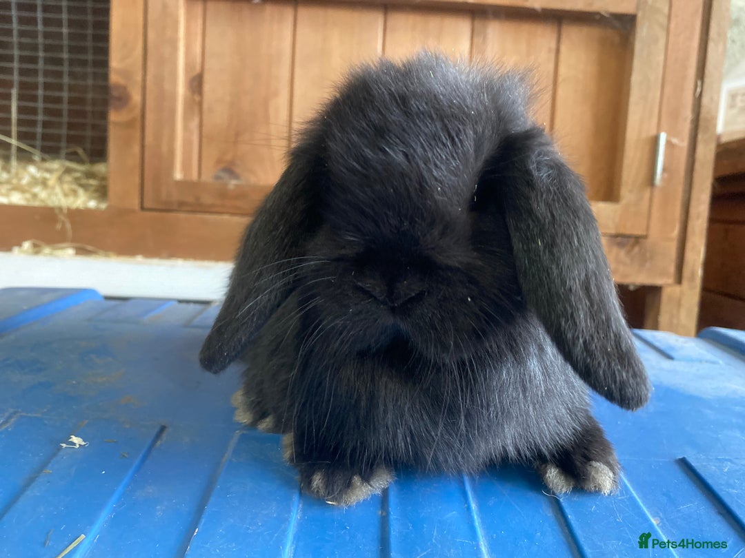 Mini Lop rabbits for sale: VACCINATED, wormed & fleaed MINI BABES READY NOW - Image 15