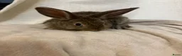 Mini Lion Lop rabbits for sale: Mini lion lop baby bunny rabbits - Advert 2