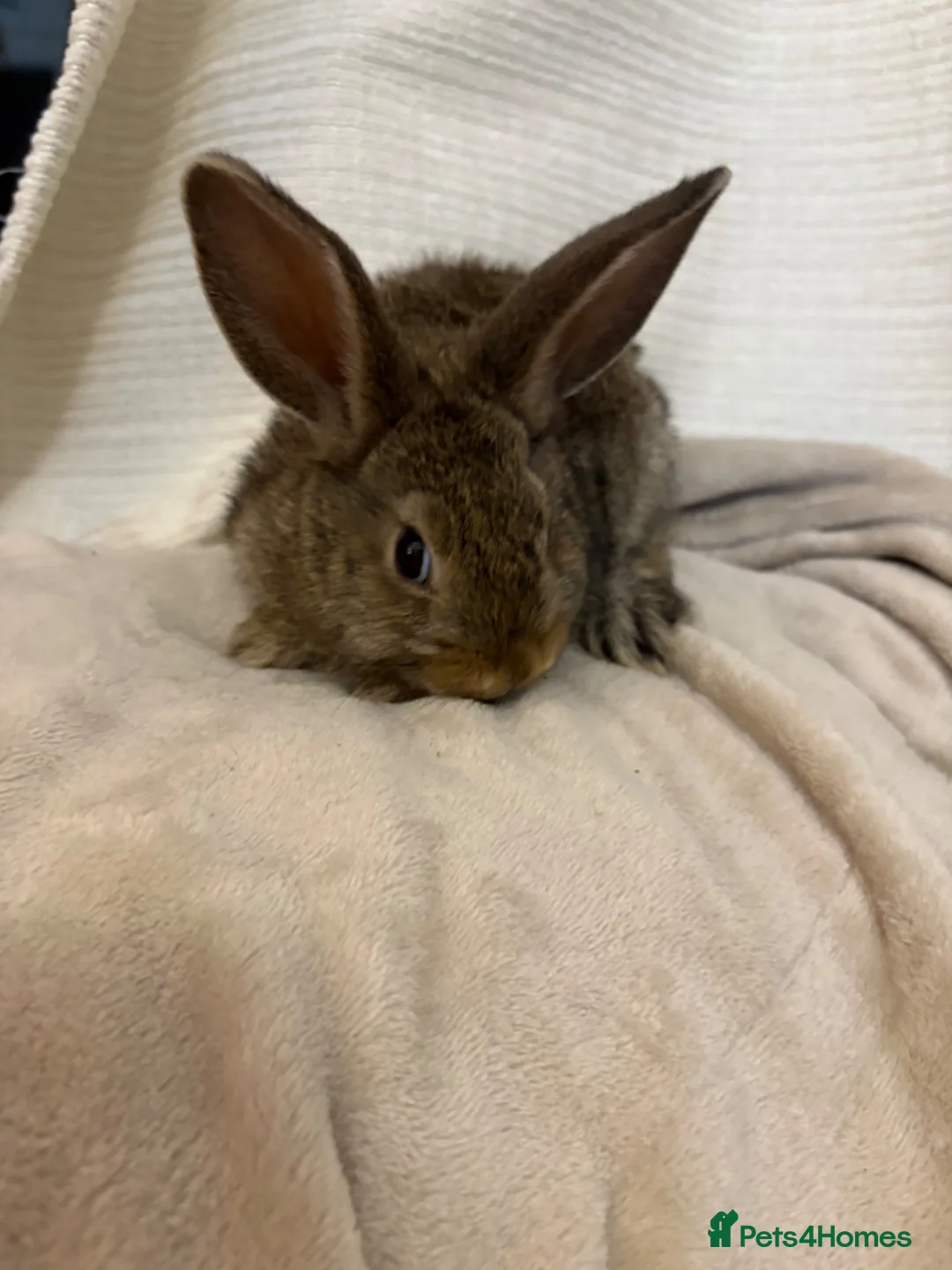 Mini Lion Lop rabbits for sale: Mini lion lop baby bunny rabbits - Advert 2