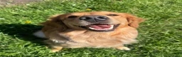 Golden Retriever dogs for sale: Female 2 year old golden retriever  - Advert 5