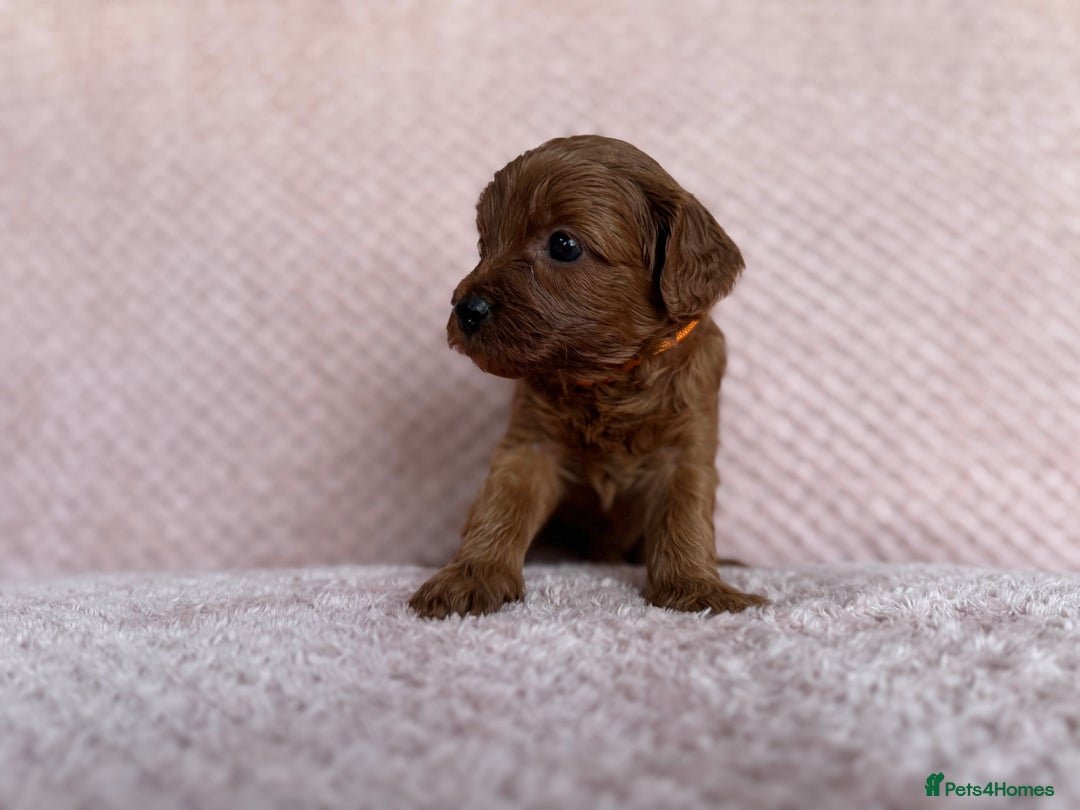 Cavapoo dogs for sale: Health tested F1b Cavapoo puppies - Advert 11
