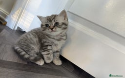 British Shorthair cats for sale: Stunning British Shorthair Kittens For Sale - Image 14