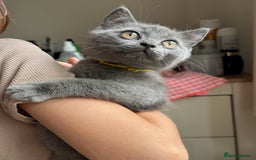 British Shorthair cats for sale: LAST MALE British shorthair kitten ready now in Sleaford - Image 1