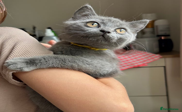 British Shorthair cats for sale in Sleaford - Advert 1