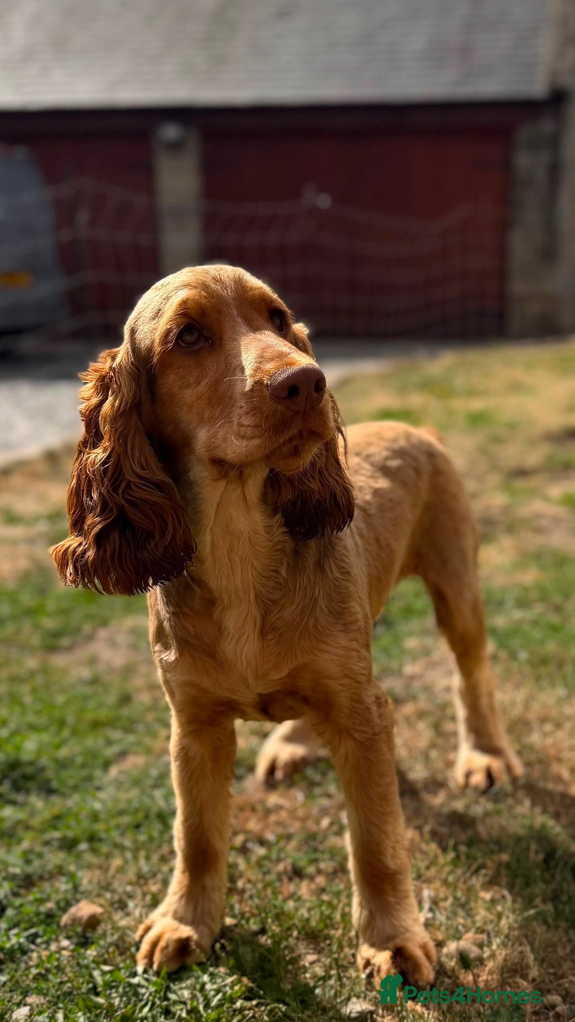 Cocker Spaniel dogs KC Show Cocker Spaniel Choc Sable  - Advert 1