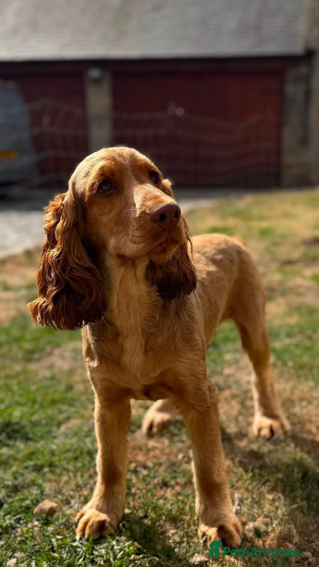Cocker Spaniel dogs for sale: KC Show Cocker Spaniel Choc Sable  - Advert 1