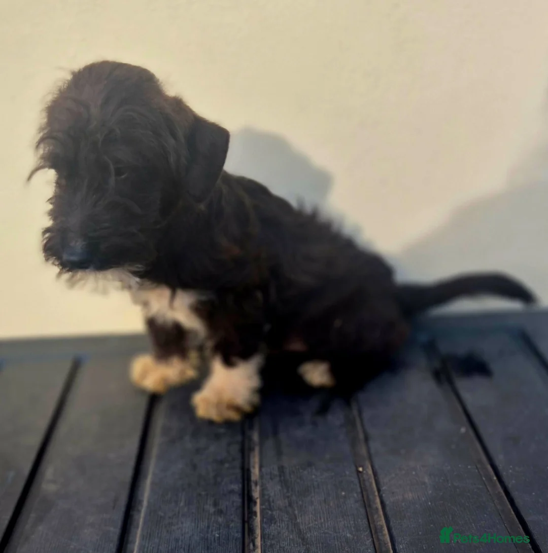 Jackapoo dogs for sale: Beautiful jackapoo puppies - Advert 2