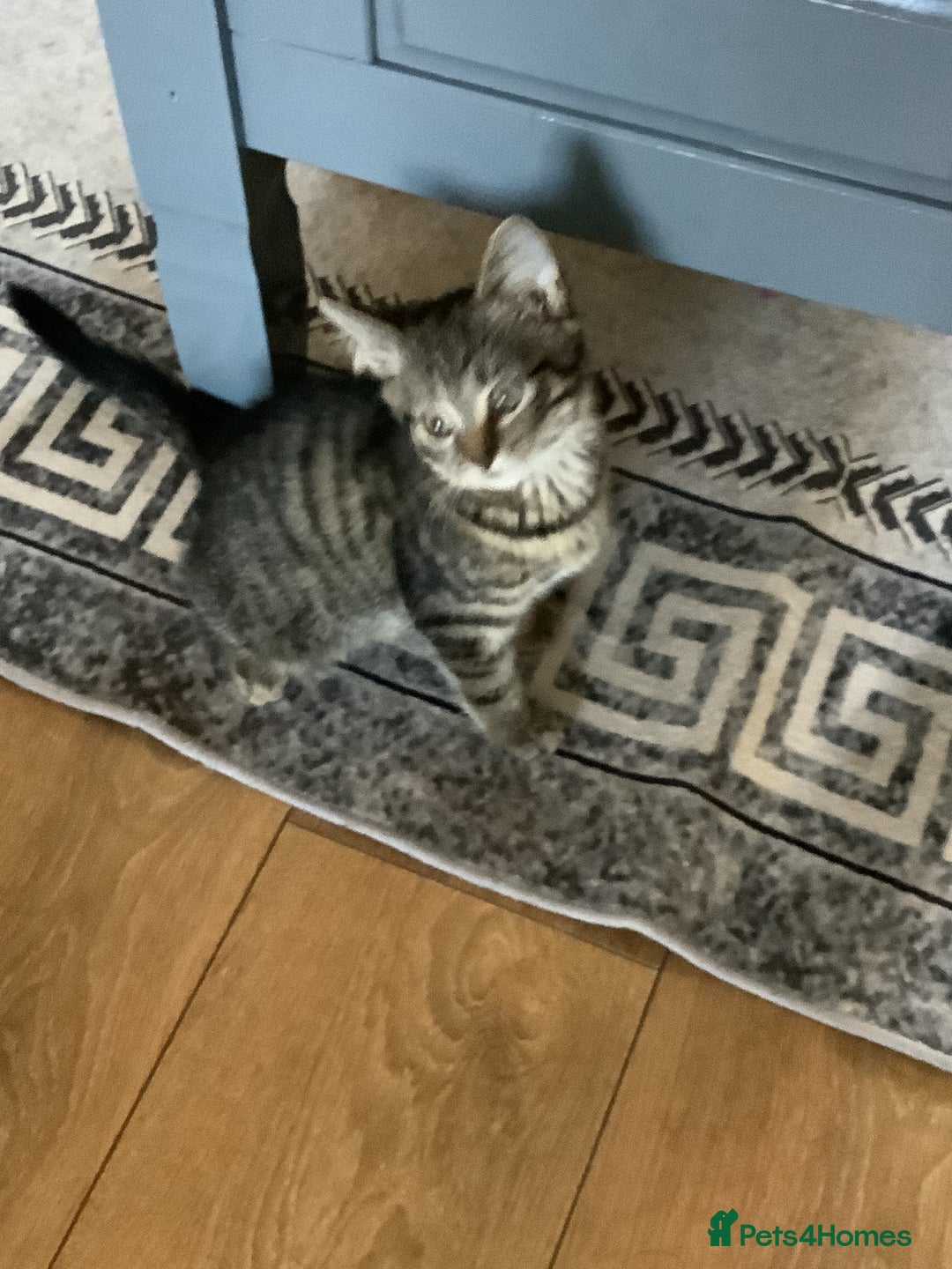 RagaMuffin cats for sale: 3 x girls for sale  - Advert 5