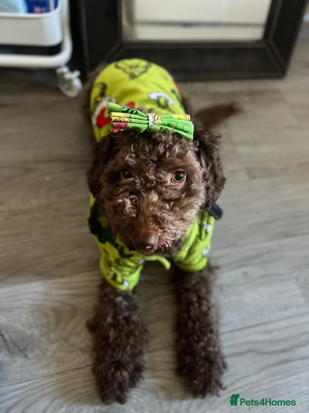 Cockapoo dogs for sale: Luna 2 years - Advert 1