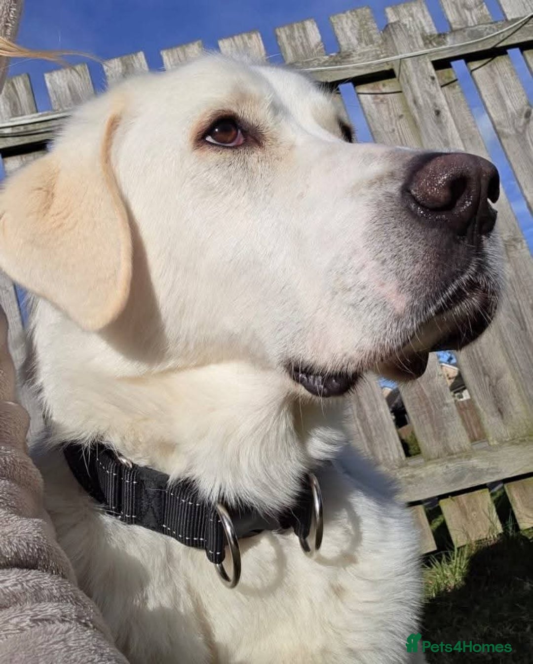 Mixed Breed dogs for adoption: Meet Lucky, currently residing in Aberdeen - Advert 8