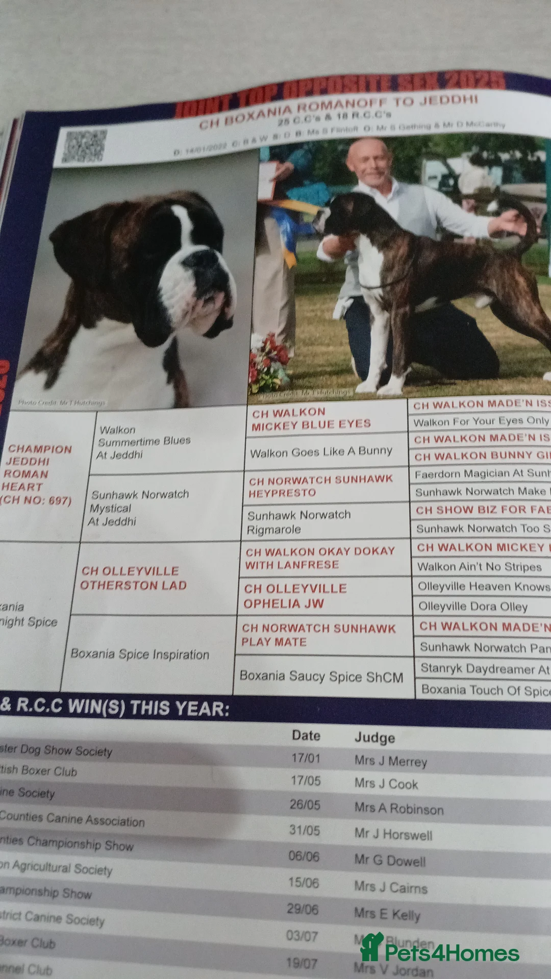 Boxer dogs for sale: champion sired boxer pups  - Advert 3