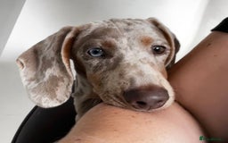 Dachshund dogs for sale: 5 month miniature dachshund puppy - Image 6