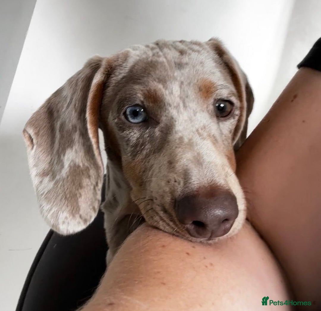 Dachshund dogs for sale: 5 month miniature dachshund puppy - Image 6