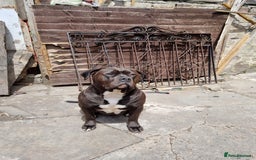 Mixed Breed dogs for sale: Free to good home  mixed breed  - Image 3