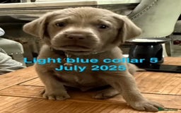 Labrador Retriever dogs for sale: 8 Beautiful Silver Labrador Retriever Puppies  - Image 7