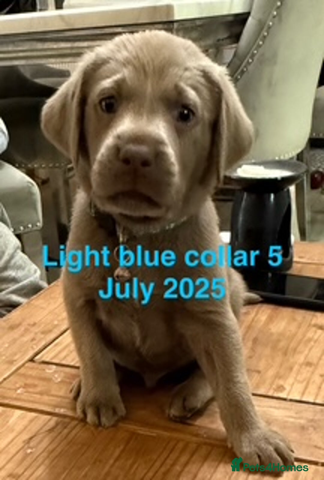 Labrador Retriever dogs for sale: 8 Beautiful Silver Labrador Retriever Puppies  - Image 7