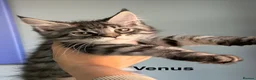 Maine Coon cats for sale: Maine Coon Kittens Champion Lines 3 GIRLS LEFT - Advert 8