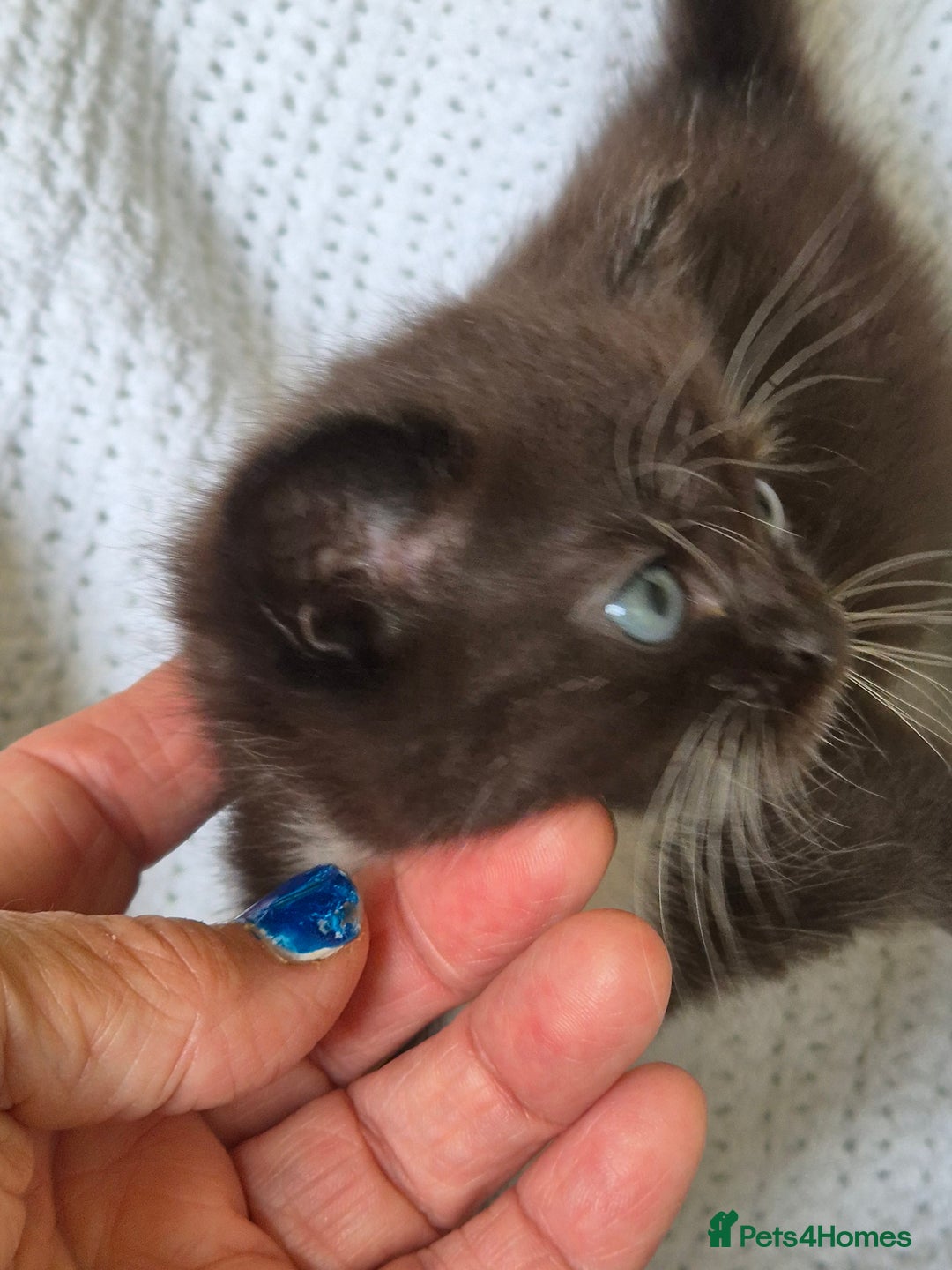 Mixed Breed cats for sale: 1 female kitten out litter of 3  - Image 8